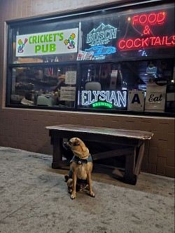 Head of security crickets pub